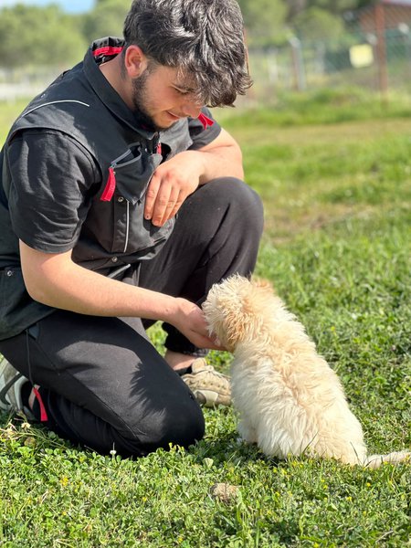 Yavru Köpek Eğitimi